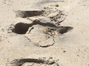 Sand crabs
