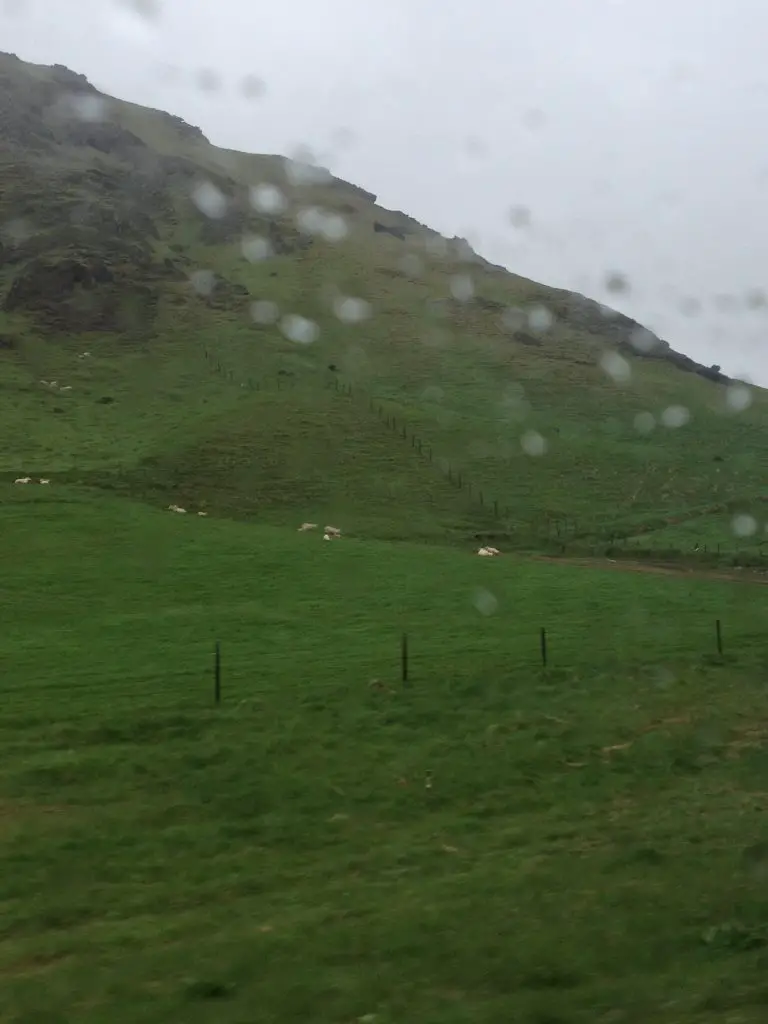 Iceland Sheep