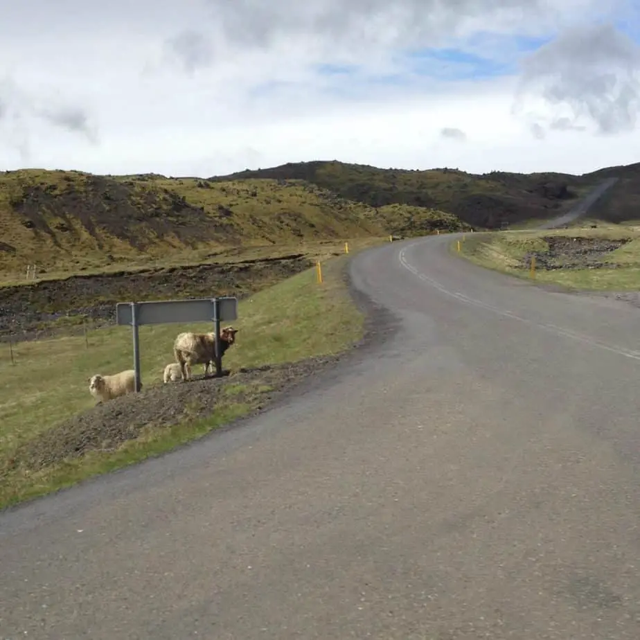 Iceland sheep