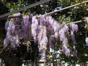 seville-flowers