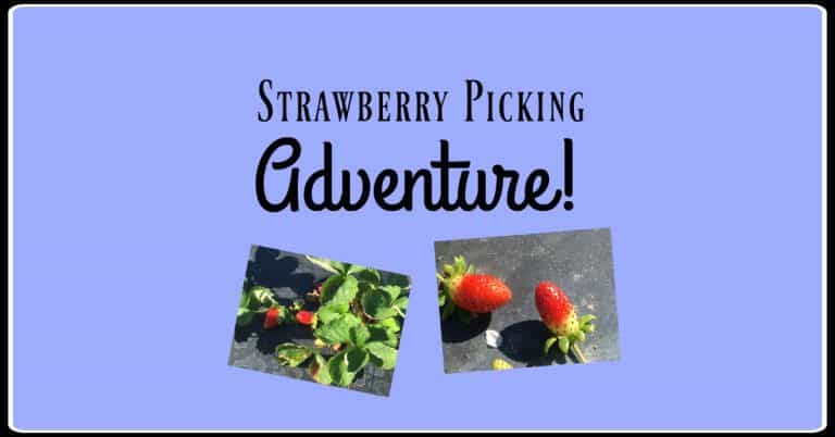 The Treasure of My Strawberry Picking Adventure