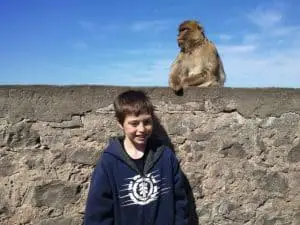 Barbary Macaques monkey
