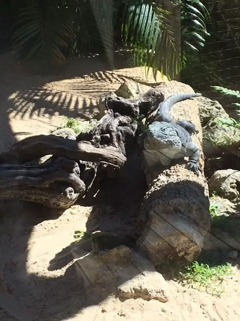 Reptiles at the zoo