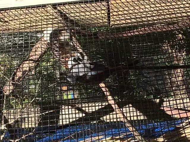 Tamarin at zoo