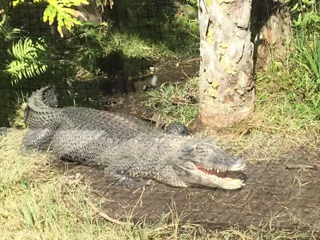 Central Florida Zoo