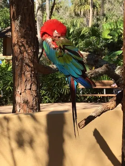 Colorful macaw at zoo