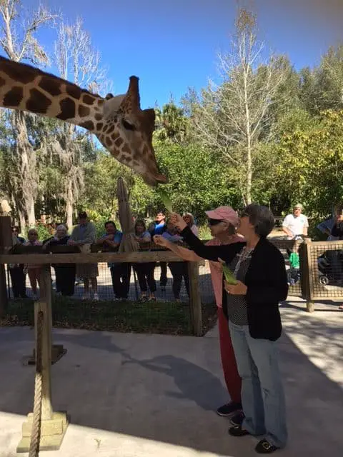 Animal Kingdom alternative