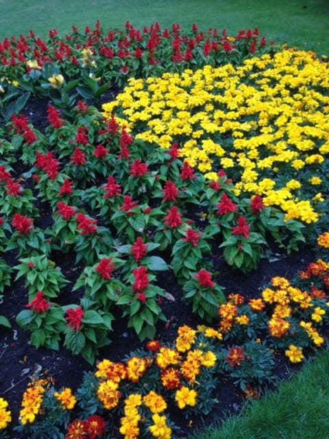 Flowers Greenwich Park