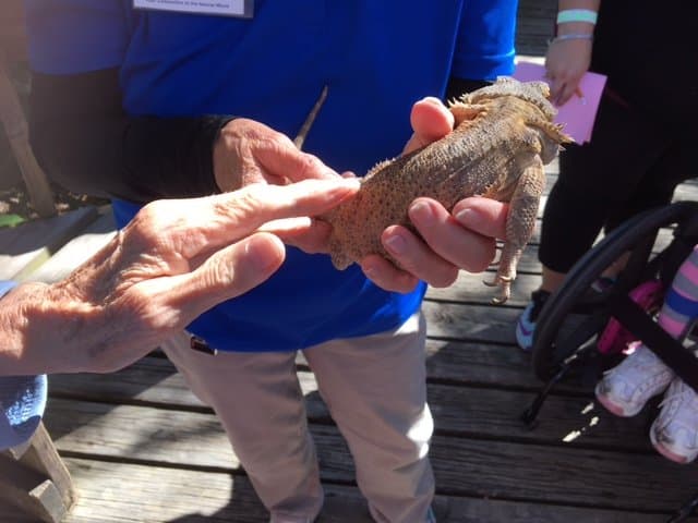 bearded dragon