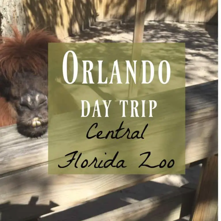 Orlando Day Trip and a Frugal Animal Adventure