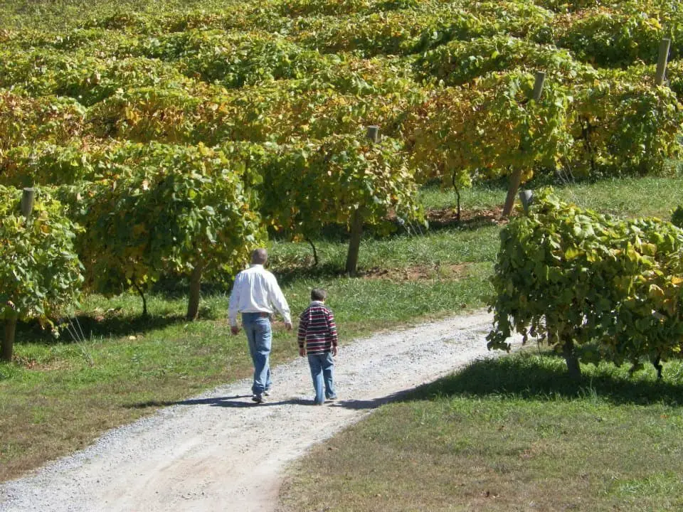 vineyard in north Georgia