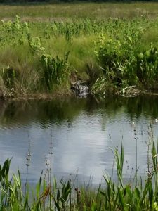 Visit deland florida alligator