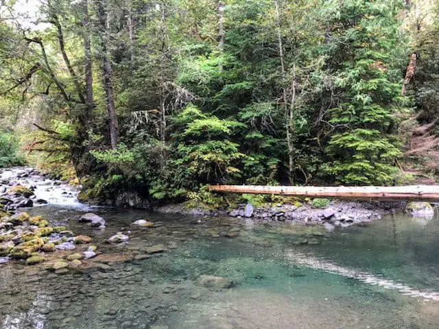 a creek in the woods in the Olympic Peninsula