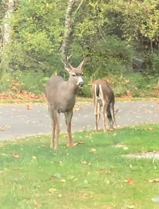 deer alongside the road in the Olympic Peninsula