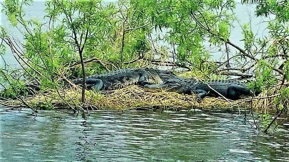 alligators seen on the air boat tour in Vero Beach, Florida