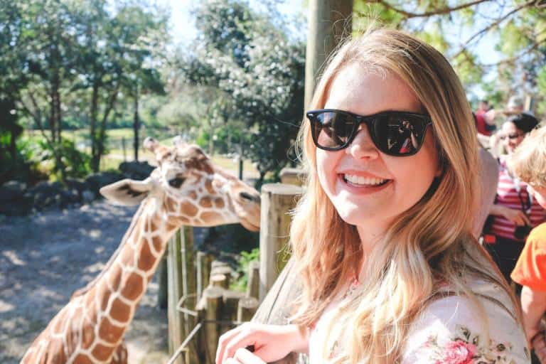 a giraffe at the zoo in Cocoa Beach Florida