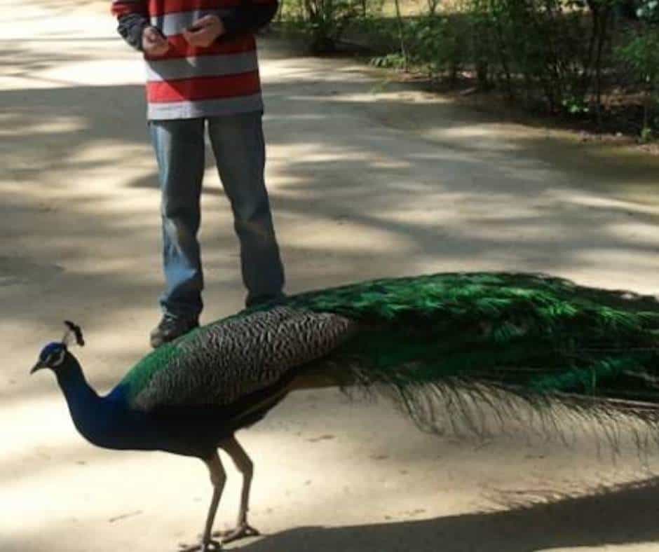 Peacocks wandering around the gardens of the Royal Alcazar