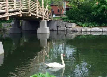 white swan in lake with wooden bridge across the lake